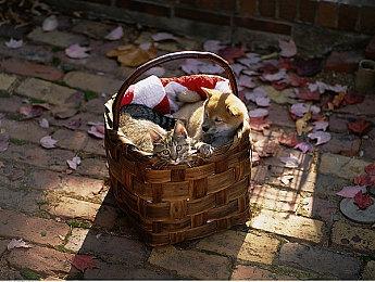 休闲派对格斗游戏《外星软糖人》现已结束抢先体验推出正式版