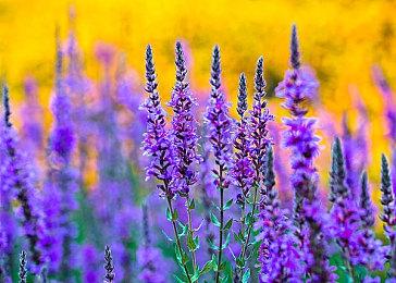 Toby Fox《三角符文》开发进展 第三章已接近完成